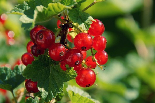 Кракен торговая kr2web in
